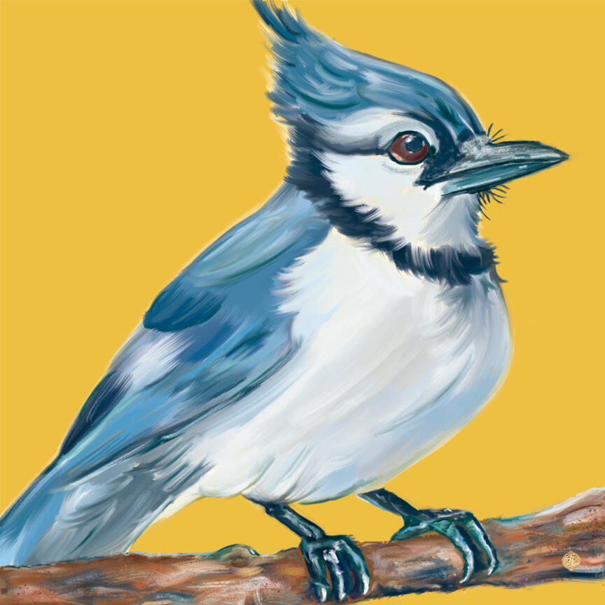 Bluejay